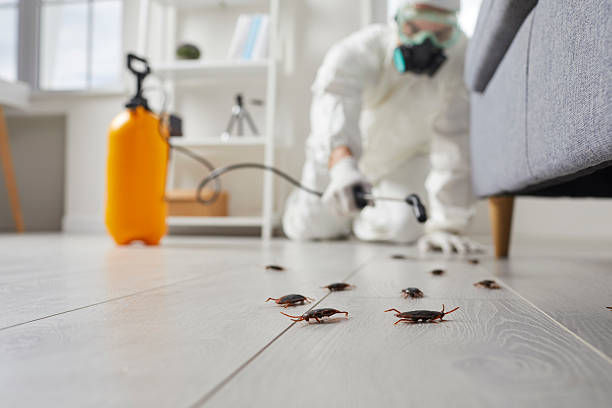Affordable Termite Control solutions in Bridgetown, MS